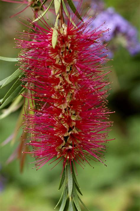 Mauve Mist Bottlebrush Callistemon Mauve Mist Brisbane Plant Nursery