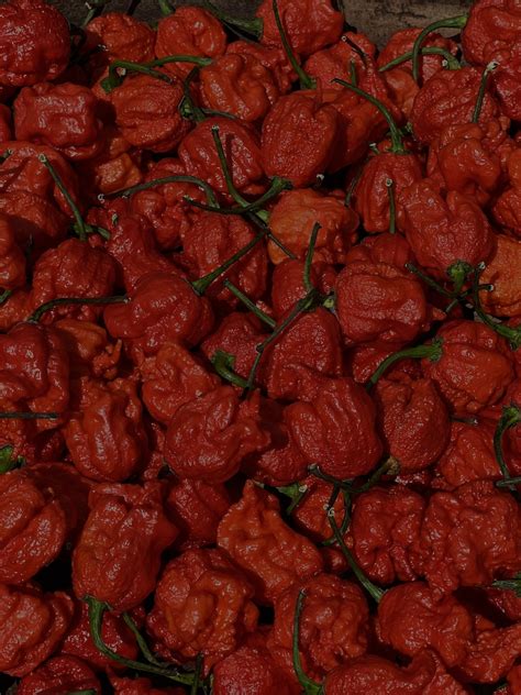 How To Cook With Carolina Reapers A Fiery Guide To Using The World S