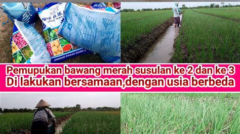 Pemupukan Di Dua Lahan Saat Bawang Merah Di Usia 21 Hari Dan Usia 13