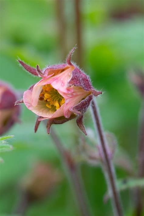 Geum Andmarikaand Water Avens Andmarikaand Herbaceous Perennial Rhs