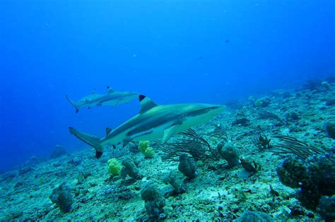 Blacktip Reef Shark