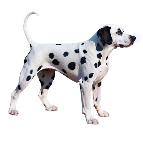 Download Dalmatian Dog Silhouette Png Bhb46