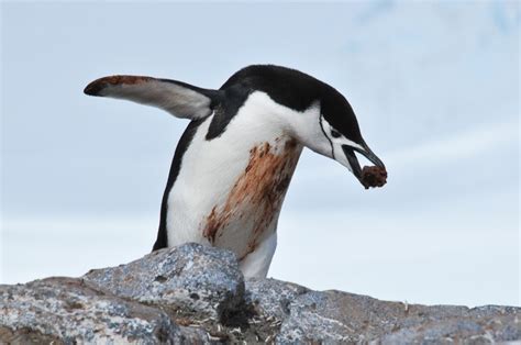 Chinstrap penguin – Antarctica