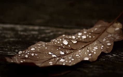 Autumn Macro Dark Brown Sheet Leaf Dry HD Wallpaper Pxfuel