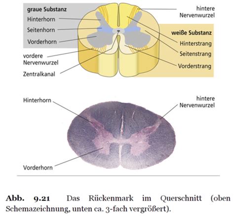 Aufbau Und Funktion Des Nervensystems Zns R Ckenmark Karteikarten