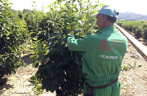 Poda agrícola en Castellón Servicios Agrícolas Meliá