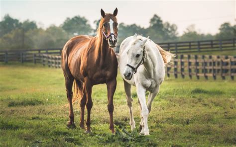 Horse Farm Wallpapers Top Free Horse Farm Backgrounds Wallpaperaccess