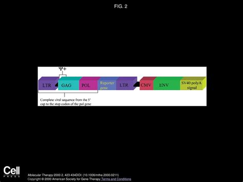 Recent Developments In Retroviral Mediated Gene Transduction Ppt Download