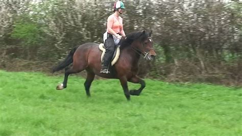 Welsh Cob Stallion Showing His Extended Trot Youtube