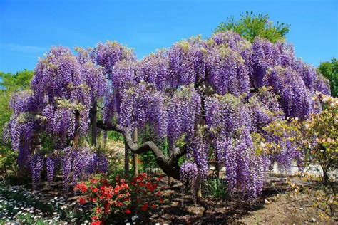 Nature Wisteria Tree Chinese Wisteria Wisteria Plant