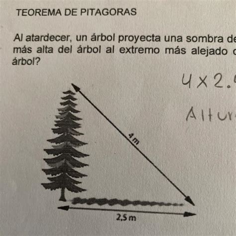 Al atardecer un árbol proyecta una sombra de 2 5 metros de longitud