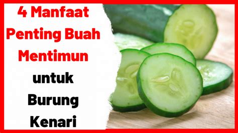 Manfaat Penting Buah Mentimun Untuk Burung Kenari