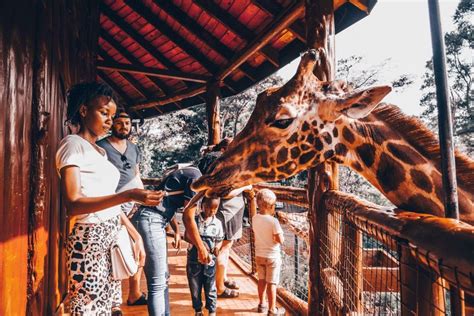 Nairobi Layover Til Girafcentret Og Elefantb Rnehjemmet Getyourguide