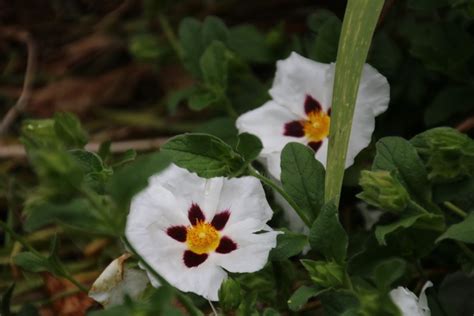 Cistus X Purpureus Alan Fradd Markenbaumschule De