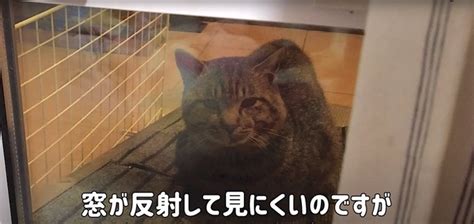 突然窓から顔を出したボス猫と家猫の対面凄まじい圧力に『ハラハラしちゃった』『ちょっとホラー』驚きの声続々 ねこちゃんホンポ