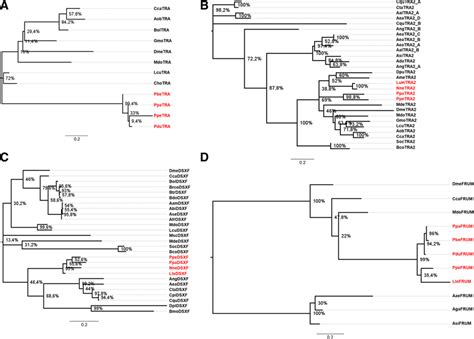 Maximum Likelihood Trees Obtained From The Nucleotide Alignment Of