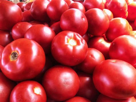 Early Blight Resistant Tomato Varieties Gorilladiki