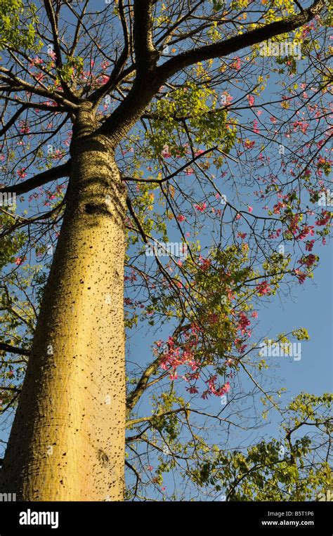 Chorisia Ceiba Speciosa In Flower Hi Res Stock Photography And Images