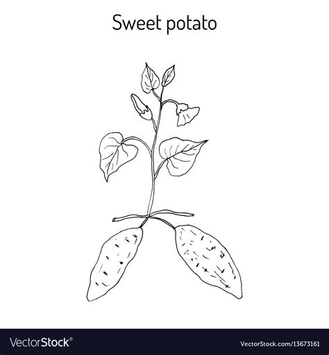 Sweet Potato Plant Clip Art