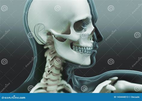 Human Body Parts X Ray 3d Rendering Stock Illustration Illustration Of Background Blue