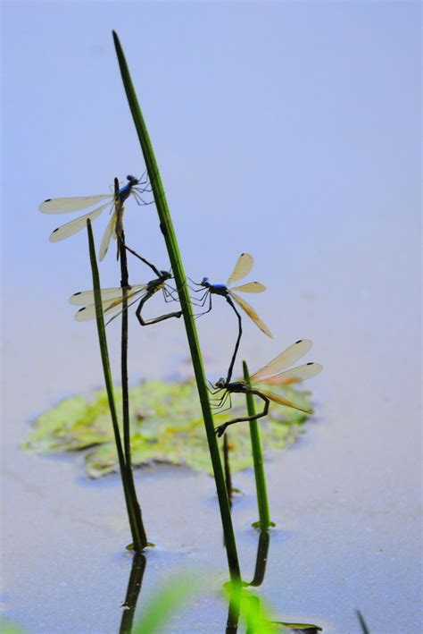 Wetland Dance Smithsonian Photo Contest Smithsonian Magazine