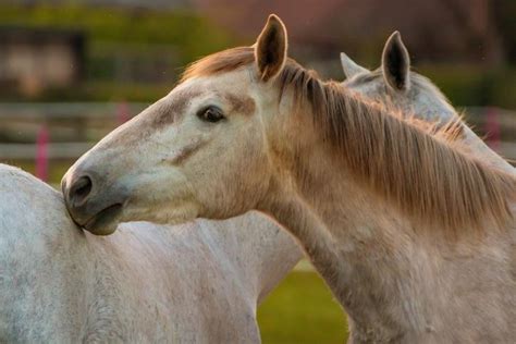 Come Si Accoppiano I Cavalli Monta Gestazione E Nascita