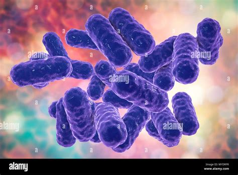 Enterobacter sp. bacteria, computer illustration. These are Gram ...