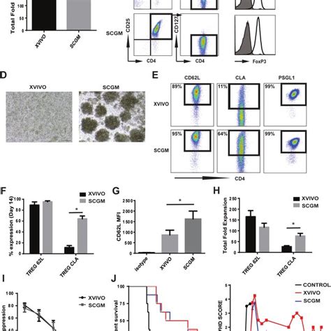 Ex Vivo Expansion Of Cb Tregs In Xvivo And Scgm A Total Nucleated