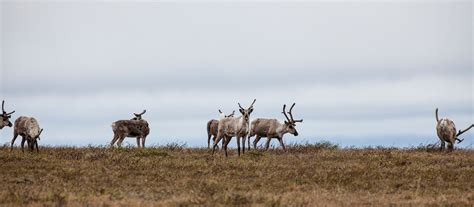 Caribou Spring Migration in Alaska 2025 - Rove.me