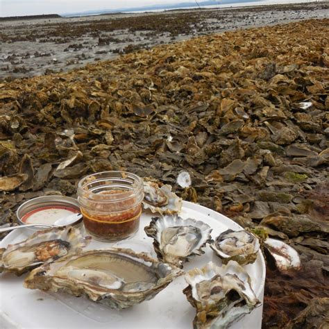 Aw, Shucks! Shellabrating Willapa Bay Oysters!