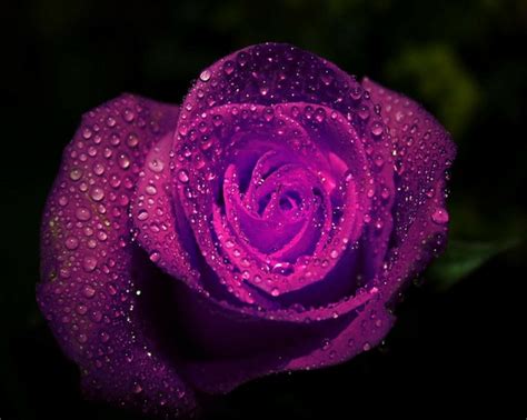 Rose with Water Drops Wallpaper - WallpaperSafari