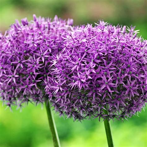 Czosnek Olbrzymi Allium Giganteum Ozdobny Cebulka Kwiatowa 1 Szt