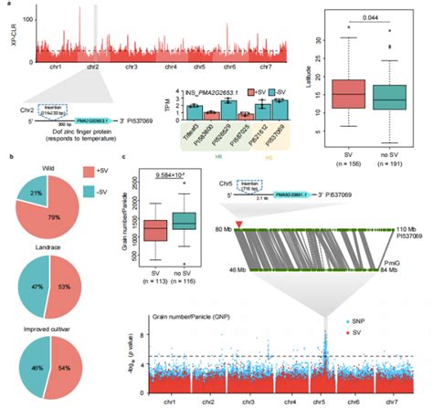 Nature Genetics｜诺禾致源合作发表：首个美洲狼尾草图形泛基因组揭示耐热新机制测序中国 商业新知