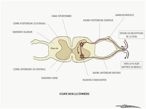 Coupe moelle épinière Fiches IDE