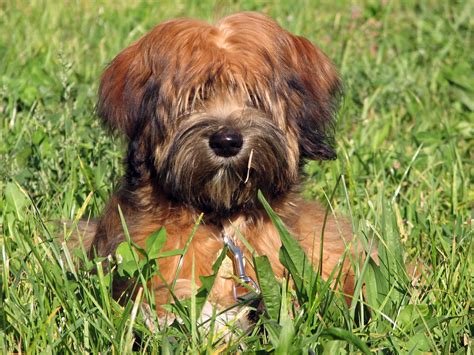 Tibetan Terrier