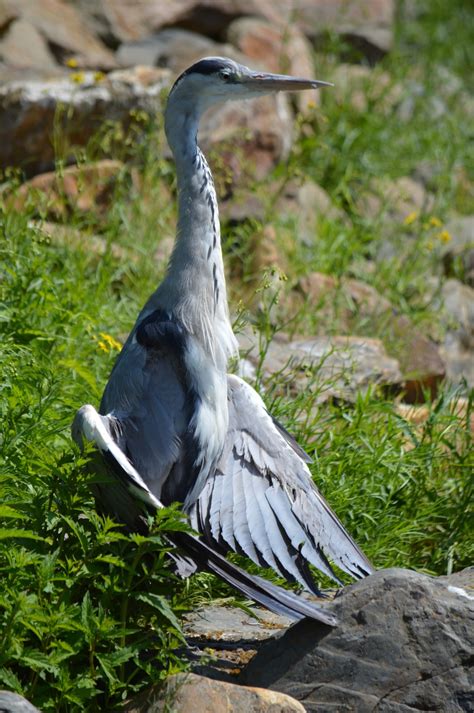 Fotos gratis agua naturaleza pájaro ala animal fauna silvestre