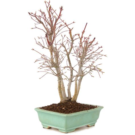 Acer palmatum, 33 cm, ± 7 years old - Bonsai Plaza