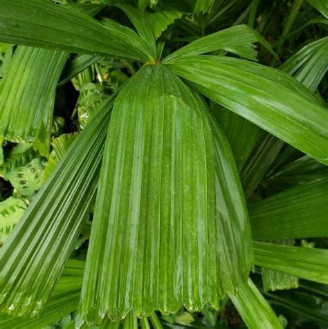 Licuala Spinosa Thunb Mangrove Fan Palm Caribbean Pl Ntnet Identify