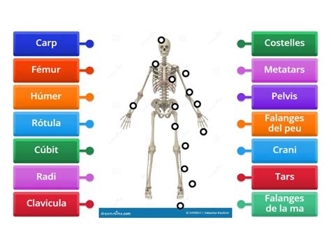 Els Ossos Del Cos Diagrama Con Etiquetas