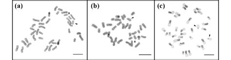 Female Metaphases Of Three Trigona Species Submitted To C Banding Using