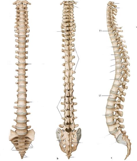 Skeletal System Vertebral Column Part Diagram Quizlet