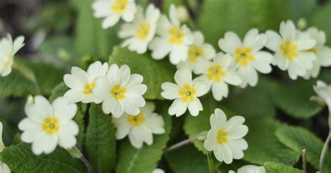 Primrose Primula Growing And Care Guide The Garden Magazine