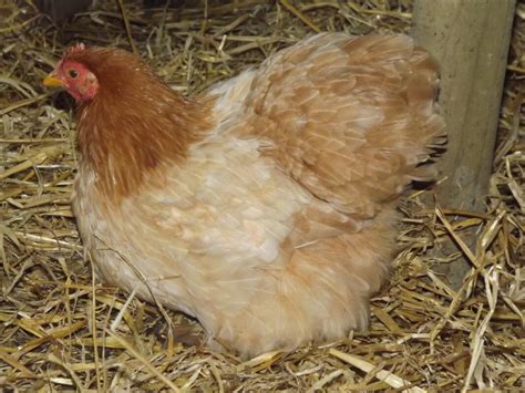 Pekin Bantam For Sale Chickens Breed Information Omlet