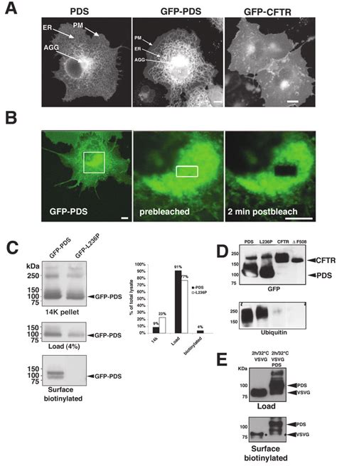 Intracellular Distribution Of Gfp Pds And Effect On Er Function In Cos