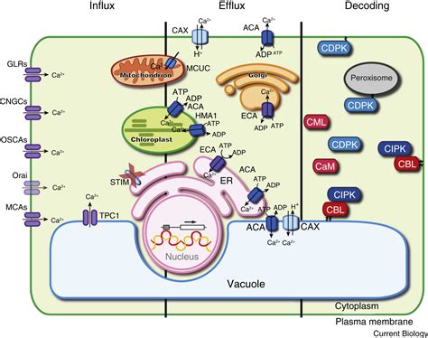 The Evolution Of Calcium Based Signalling In Plants Current Biology