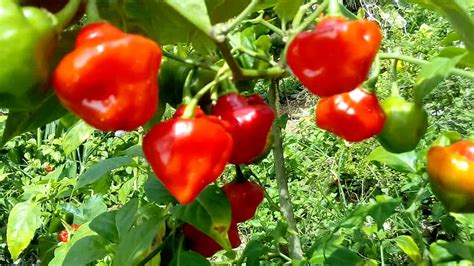 Growing Sweet Flavor Red Bell Pepper Plants Organic Gardening Youtube