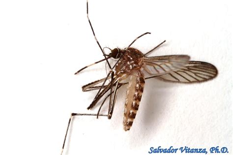 Diptera-Culicidae-Culex tarsalis-Western Encephalitis Mosquito FEMALE ...