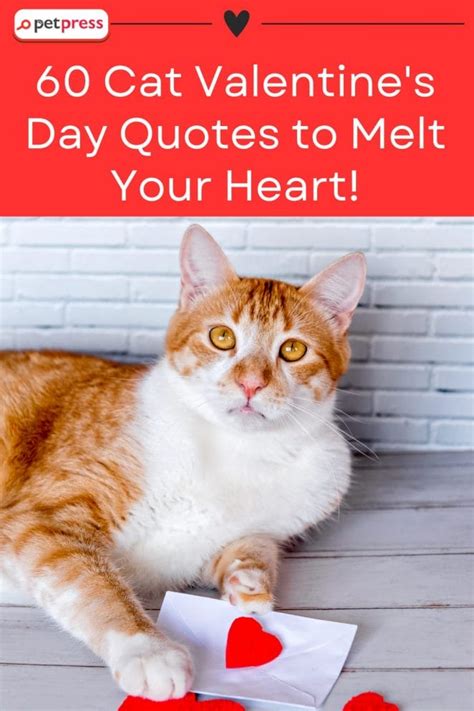 Purr-fect Love: 60 Cat Valentine's Day Quotes to Melt Your Heart ...