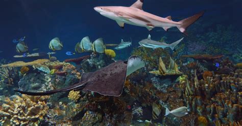 National Aquarium Blacktip Reef Receives Significant Achievement Award