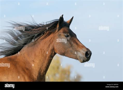 Paso Fino horse Stock Photo - Alamy